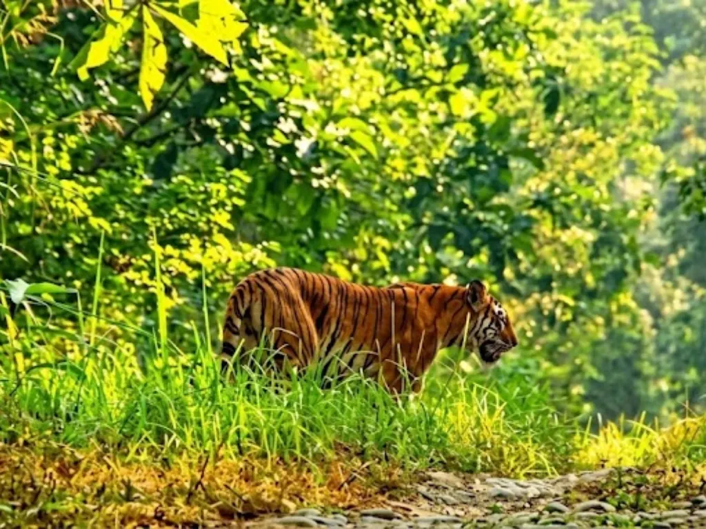 Luxury Wildlife Lodges in Nepal: Chitwan vs Bardia