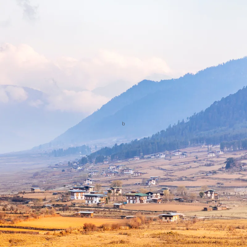 Rural Bhutanese farmhouses scattered across golden agricultural fields in Phobjikha Valley beneath mist.