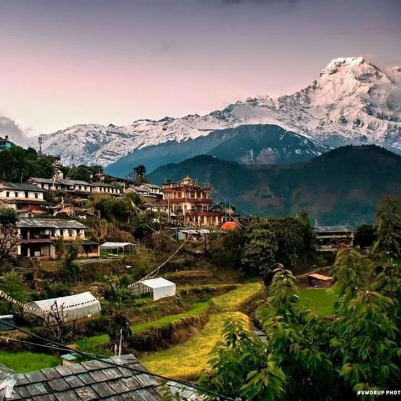 Traditional stone houses and green terraced fields of Ghandruk village facing snow-capped Annapurna South during Jomsom Muktinath Ghorepani Poon Hill Trek Nepal.