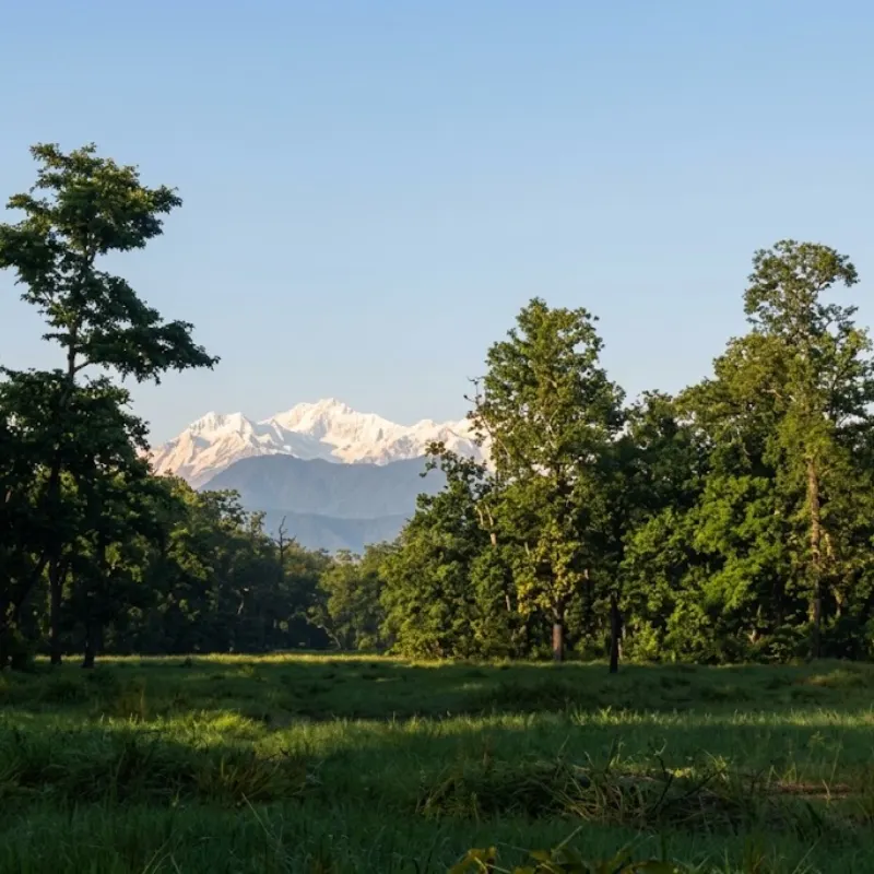 Lush green forest clearing and grasslands in the foreground with snow-capped Himalayan peaks visible on the distant horizon under a clear blue sky.
